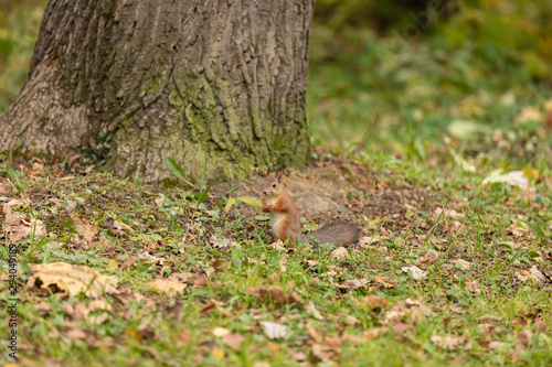 Squirrel in the autumn forest