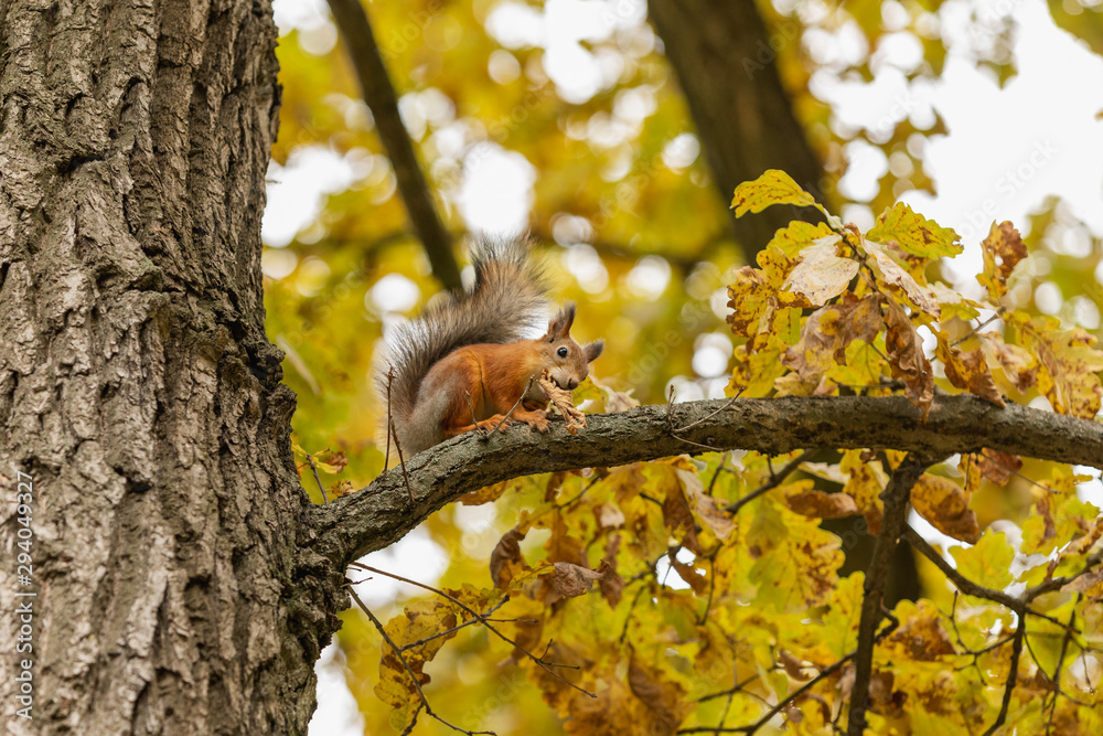 Squirrel with a nut in the autumn forest on a tree Squirrel with a nut in the autumn forest on a tree