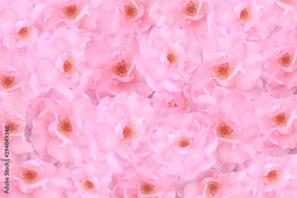 floral background with roses
