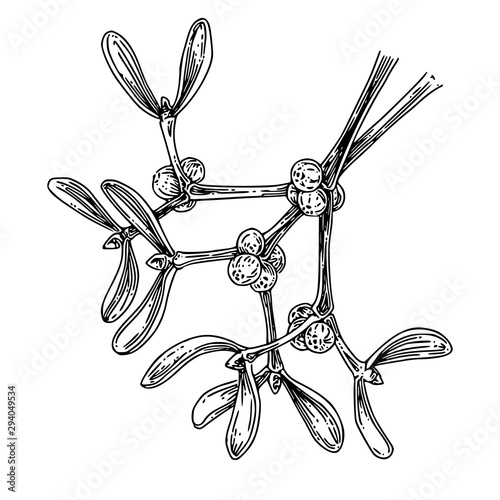 Two sprigs of mistletoe. Sketch. Engraving style. Vector illustration.