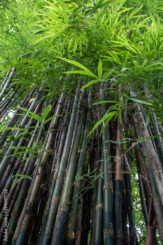 Bamboo tree