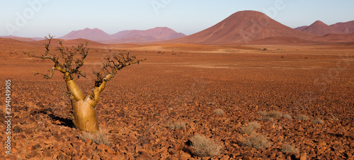 A Cobas Tree in the Stunning Landscape of Damaraland, part of the Erongo Region of Namibia