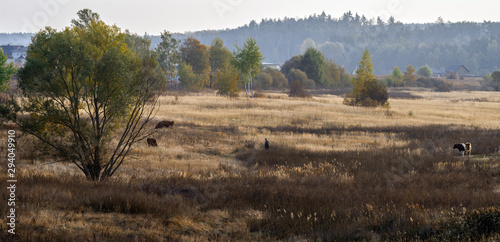 Fototapeta Naklejka Na Ścianę i Meble -  The outskirts of the village with grazing cows. Panoramic photo.