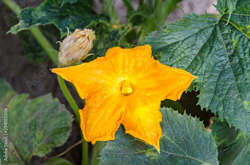 Yellow pumpkin flower, green plant garden