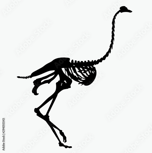 vector silhouette of the skeleton of an ostrich
