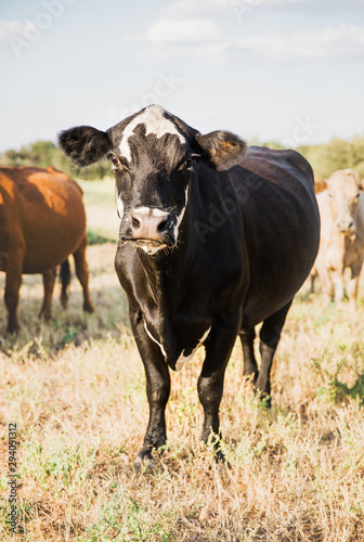 Wallpaper Mural Cow in field Torontodigital.ca