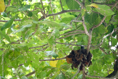 Birds nests on Cousin Island