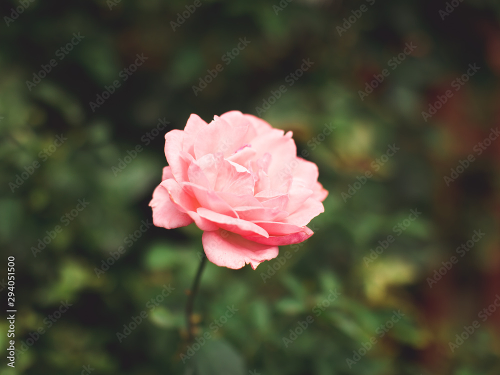 Pink Rose
