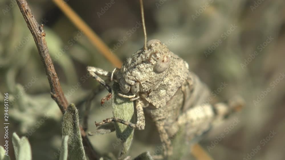 Grasshopper, in protective disguise, eats green sprouts on the open ground. Carolina locust, black-winged grasshopper, road-duster or quaker Grasshopper, in protective disguise, eats green sprouts on the open ground. Carolina locust, black-winged grasshopper, road-duster or quaker