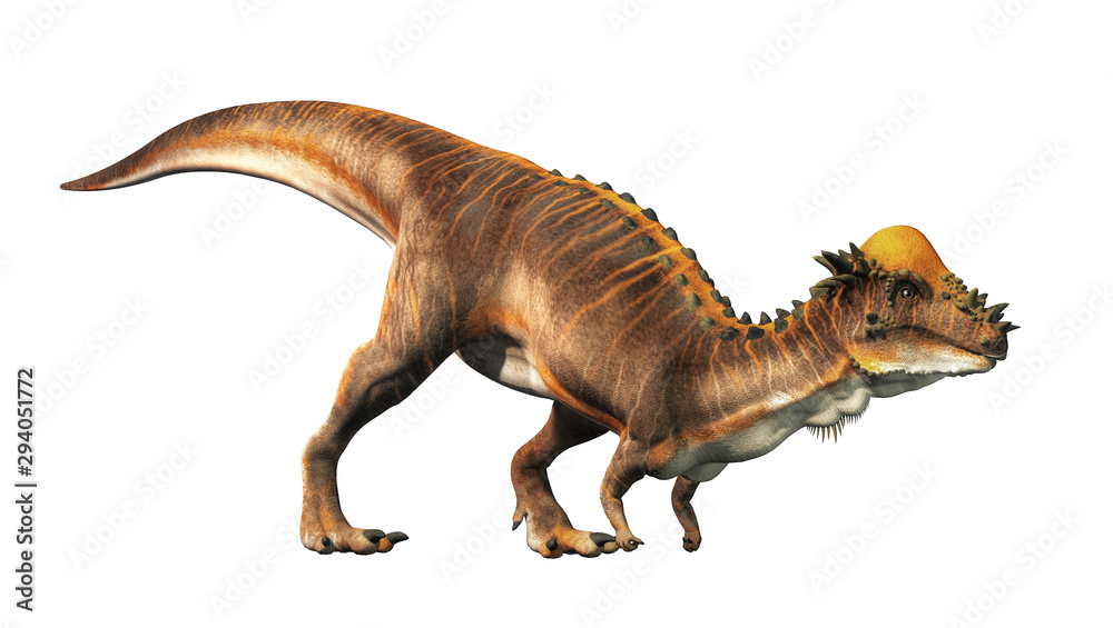 Naklejka Brown Pachycephalosaurus na białym tle. Pachycephalosaurus, znany z grubej czaszki, był dinozaurem kredy w Ameryce Północnej. Renderowanie 3D