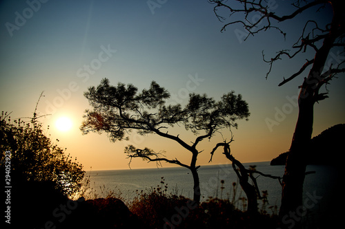 Sunrise above sea and pine tree with blue sea background Turkey