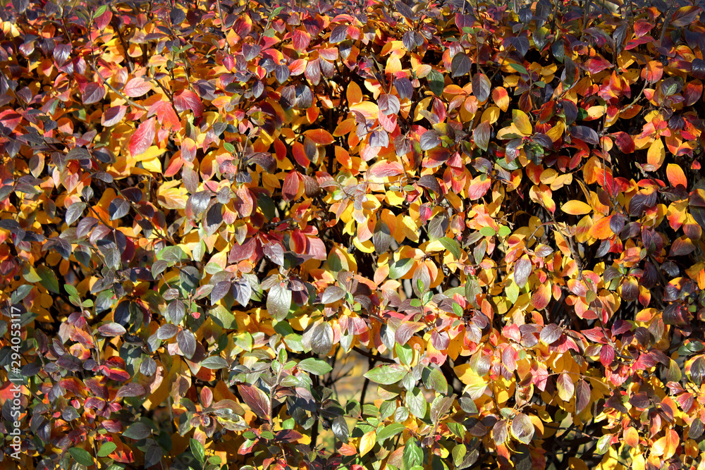 bright multi-colored foliage. Autumn bush. Beautiful background, bright multi-colored foliage. Autumn bush. Beautiful background,
