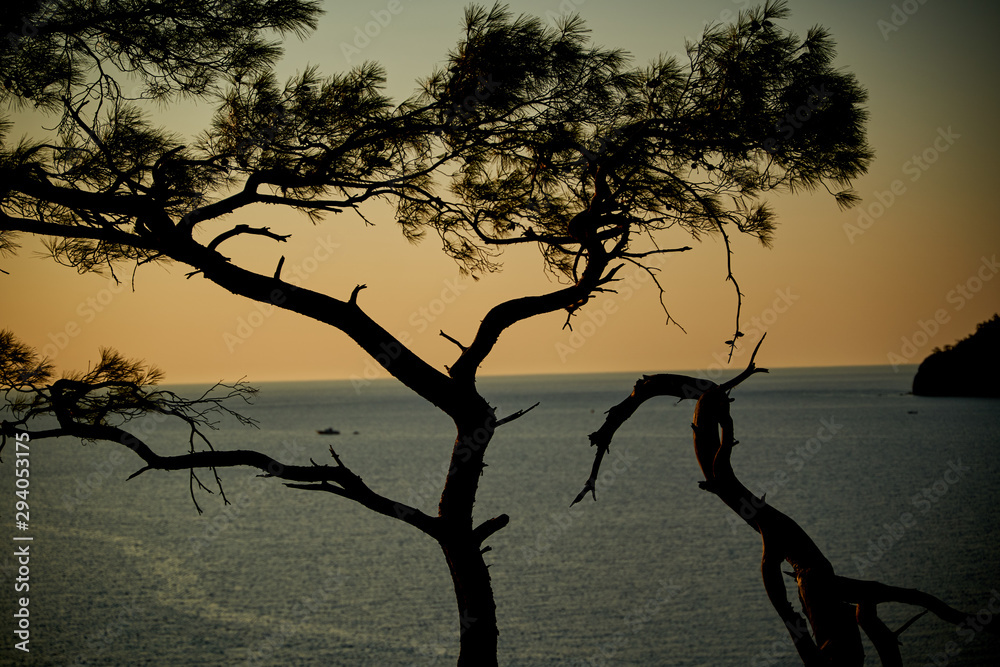 Sunrise above sea and pine tree with blue sea background Turkey Sunrise above sea and pine tree with blue sea background Turkey