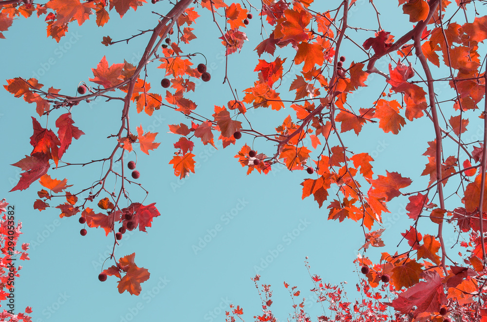 Many red, orange and purple maple leaves on tree branches. Blue sky.  Warm autumn background, natural fall concept. Place for text, lettering. Copy space. Selective focus image.