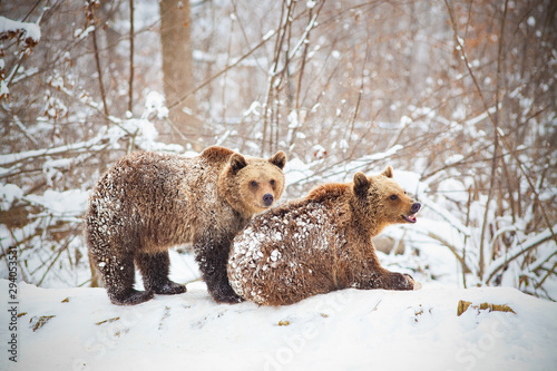 bear cubs playing in snow photo