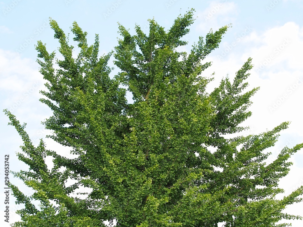 Fototapeta premium Ginkobaum - Extrakte für die Naturheilkunde