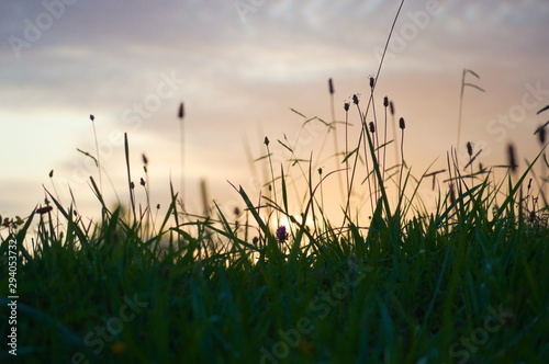 Sunrise at the grass of a meadow in a lightly cloudy morning