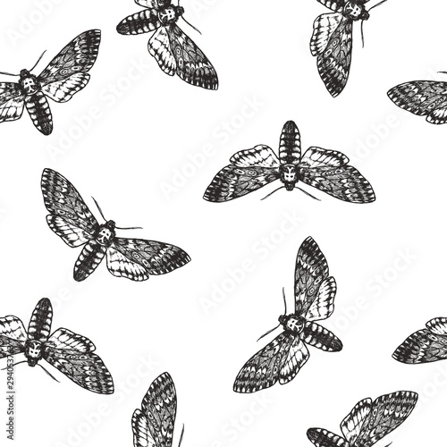 Vector seamless pattern with death head moth in engraving style. Hand drawn texture with butterfly isolated on white. Background with symbol of Halloween