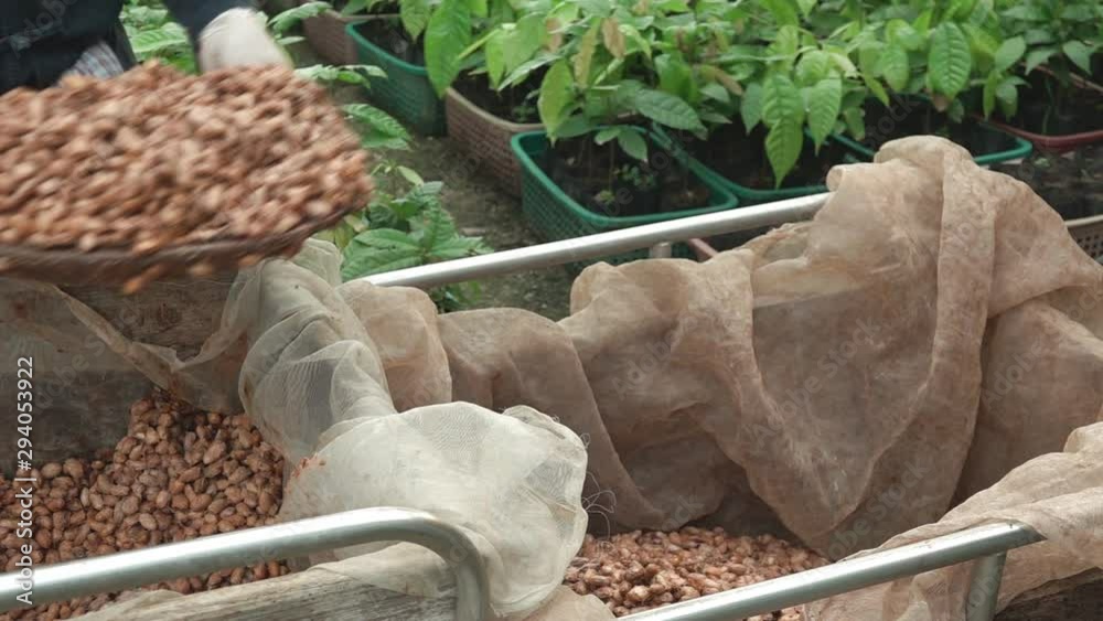 Temperature measurement of cocoa beans fermented in wooden barrels, to