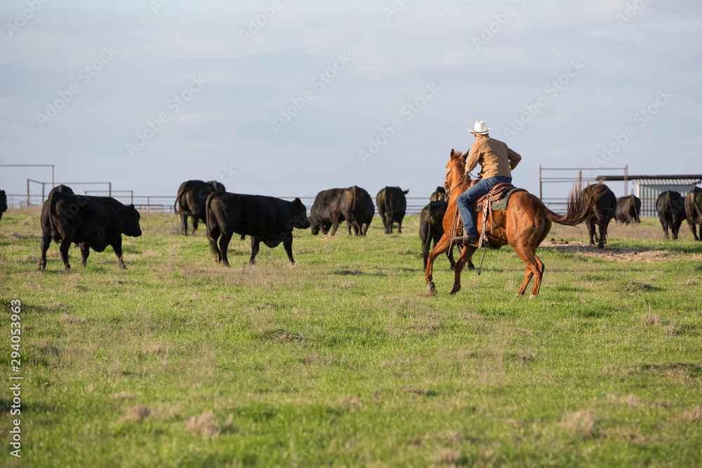 Fototapeta premium Cowboy Rounding Up Bulls