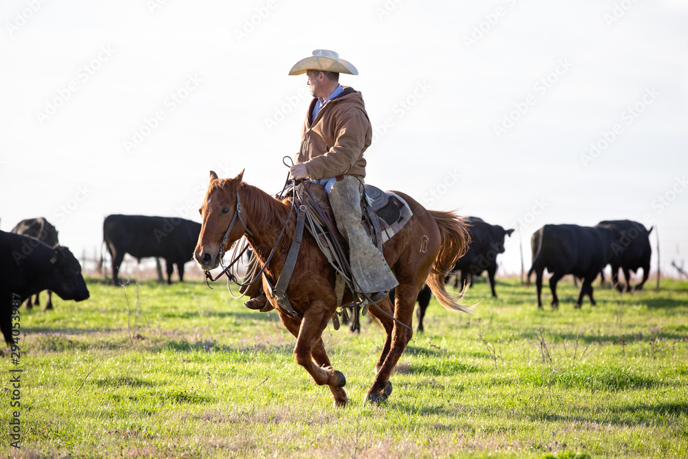Cowboy on horseback moving bulls Cowboy on horseback moving bulls