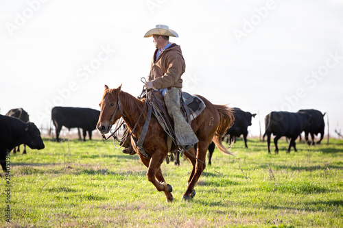 Cowboy on horseback moving bulls