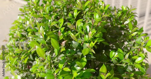 Wallpaper Mural Sliding into bright green syzygium tree at blurred background Torontodigital.ca