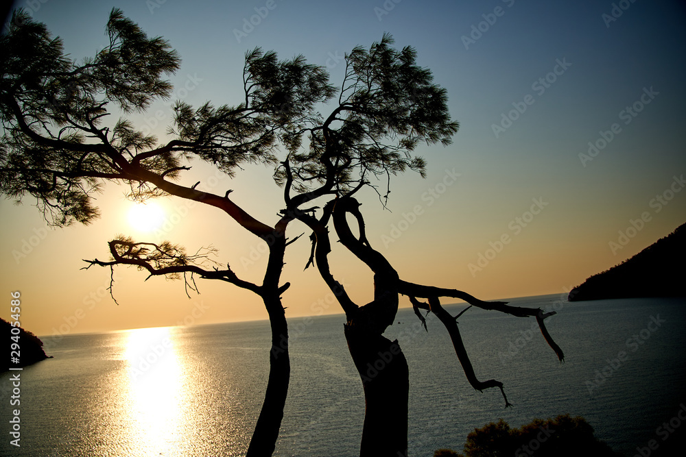 Sunrise above sea and pine tree with blue sea background Turkey Sunrise above sea and pine tree with blue sea background Turkey