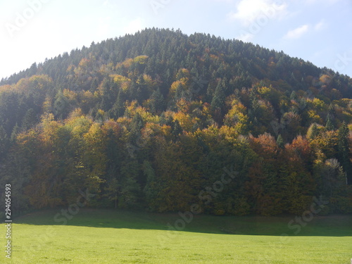 beautiful, colourful forest at a sunny day in autumn in the mountains / alps