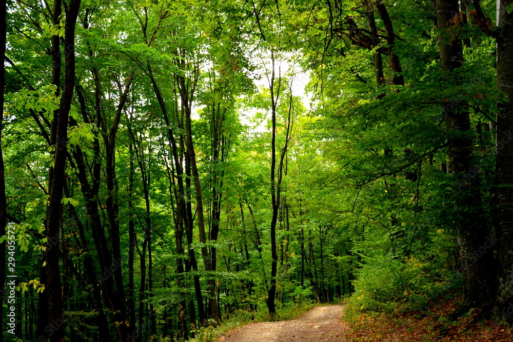 Forest Codlea. Typical landscape in Transylvania, Romania. Green landscape in the midsummer, in a sunny day Forest Codlea. Typical landscape in Transylvania, Romania. Green landscape in the midsummer, in a sunny day
