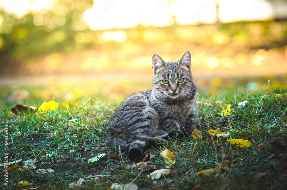 Portrait of cat on a saturated bright autumn background