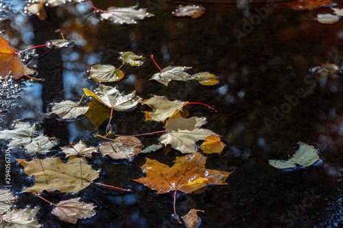 autumn maple fallen leaves lie in a dark water. fall backdrop