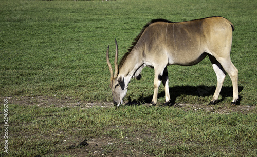 Fototapeta Naklejka Na Ścianę i Meble -  Antilope saber nature