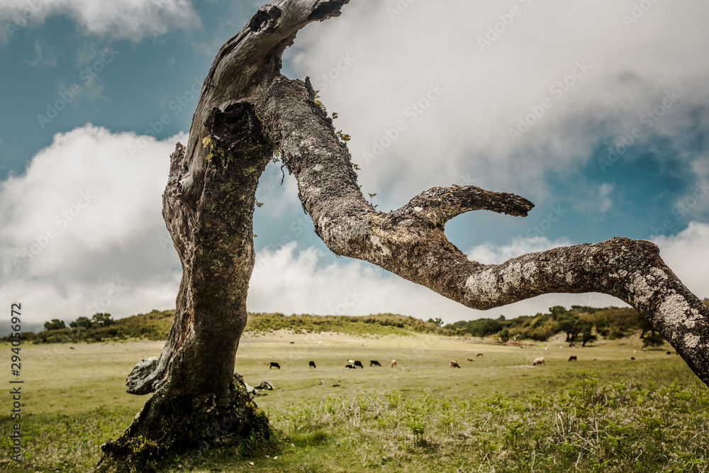 Fototapeta premium Ancient tree