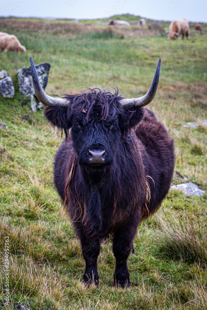 A highland cow in a field on the Hebridean island of North Uist, looking at the camera A highland cow in a field on the Hebridean island of North Uist, looking at the camera