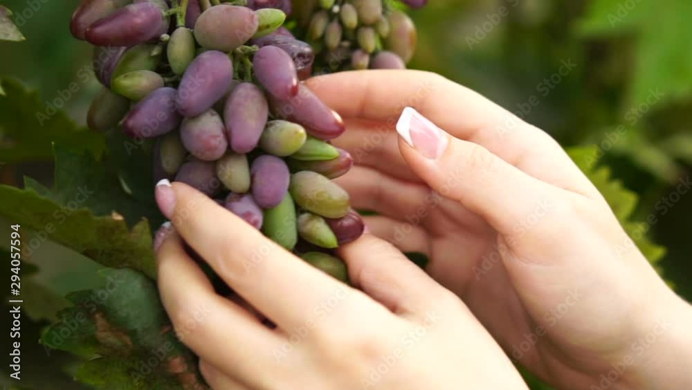 Female hands touch growing clusters of grapes, close-up. Slow motion, view of the vine. Harvest, fruit picking. Female hands touch growing clusters of grapes, close-up. Slow motion, view of the vine. Harvest, fruit picking.