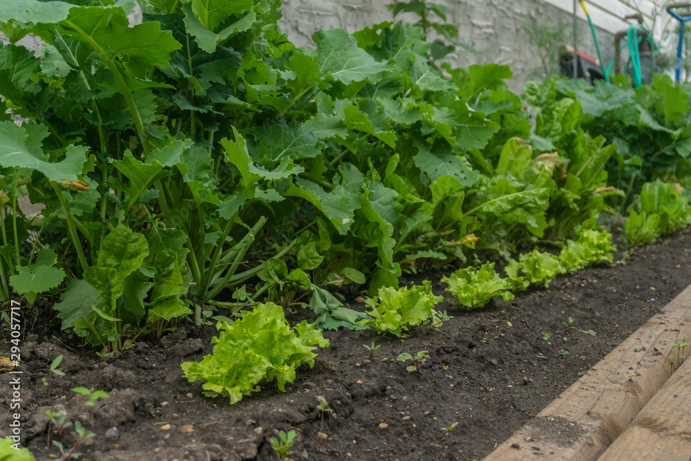 Huerto ecológico, jardín, patio, azotea, plantas, naturaleza, verde, alimentos, orgánico, tierra, madera, pasto, ciudad, terraza, Huerto ecológico, jardín, patio, azotea, plantas, naturaleza, verde, alimentos, orgánico, tierra, madera, pasto, ciudad, terraza,