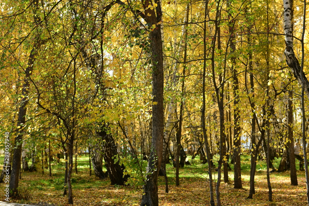 Naklejka premium autumn in the park