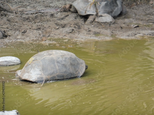 Seychelles giant turtle