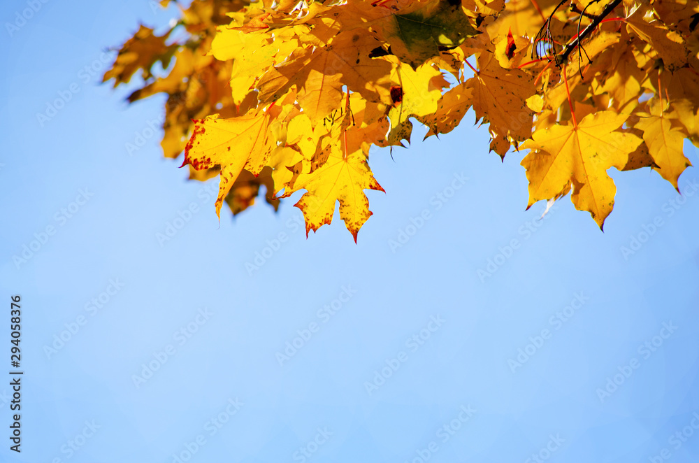 Golden maple leaves on a background of pale blue sky, season of colorful autumn leaves