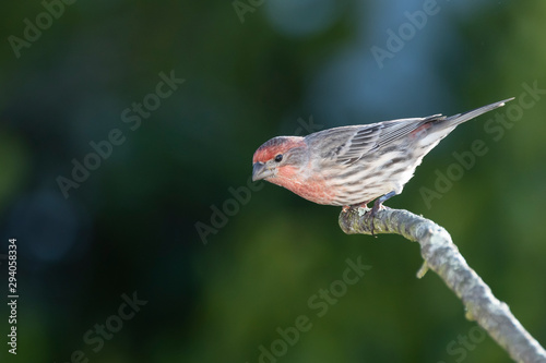 House finch perched on a bare branch.  Dark green foliage out of focus behind.
