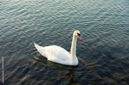 The mute swan  Cygnus olor  is a species of swan and a member of the waterfowl family Anatidae. White swan in the blue lake.