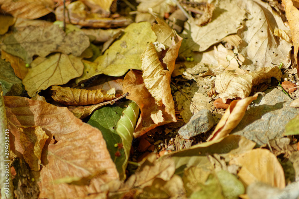 Brown and green color dry trumpet creeper vine leaves spread on to ground on autumn season at Belgrad Forest in Turkey. Brown and green color dry trumpet creeper vine leaves spread on to ground on autumn season at Belgrad Forest in Turkey.