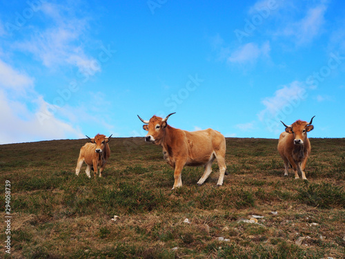 Bovine cattle. Three cows grazing