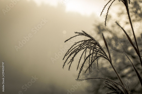 Ice Crystals around frosted plant in winter  with white space