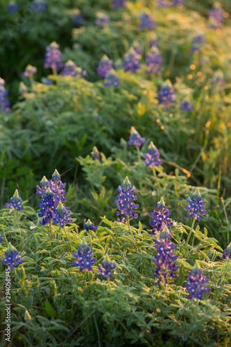 Bluebonnets the Texas State Flower