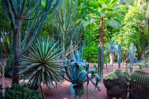 Jardin Majorelle Gardens in Marrakech, Morocco. Tropical plants and cactus  photo