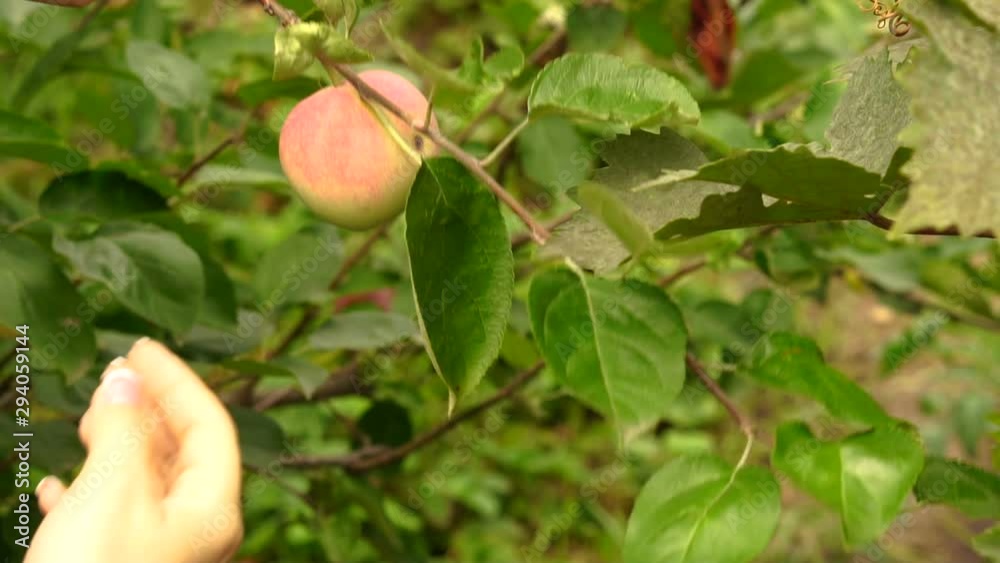 Inspection of growing apples on the apple tree, slow motion shot. Female hands touch ripe apples on an apple tree growing in the garden. Inspection of growing apples on the apple tree, slow motion shot. Female hands touch ripe apples on an apple tree growing in the garden.