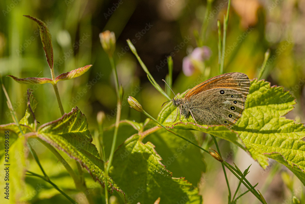 Obraz premium Nature