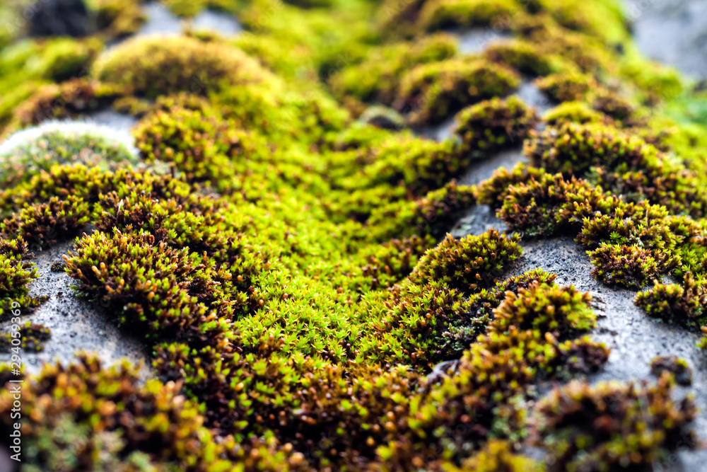 Closeup of old slate roof covered with green moss after the rain Closeup of old slate roof covered with green moss after the rain